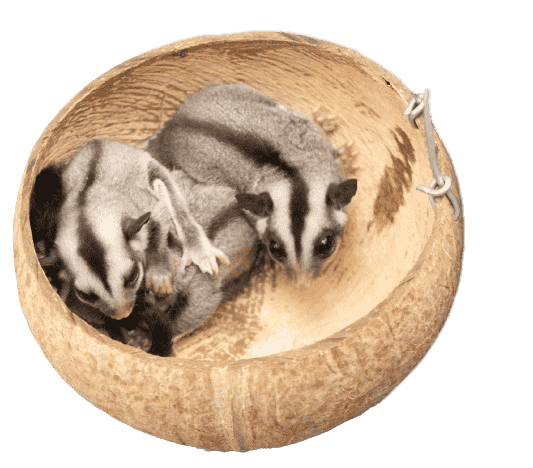 Small Pets Sugar Glider 2