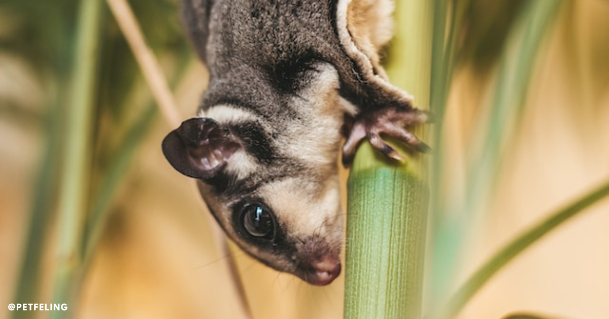 Sugar Glider Toys