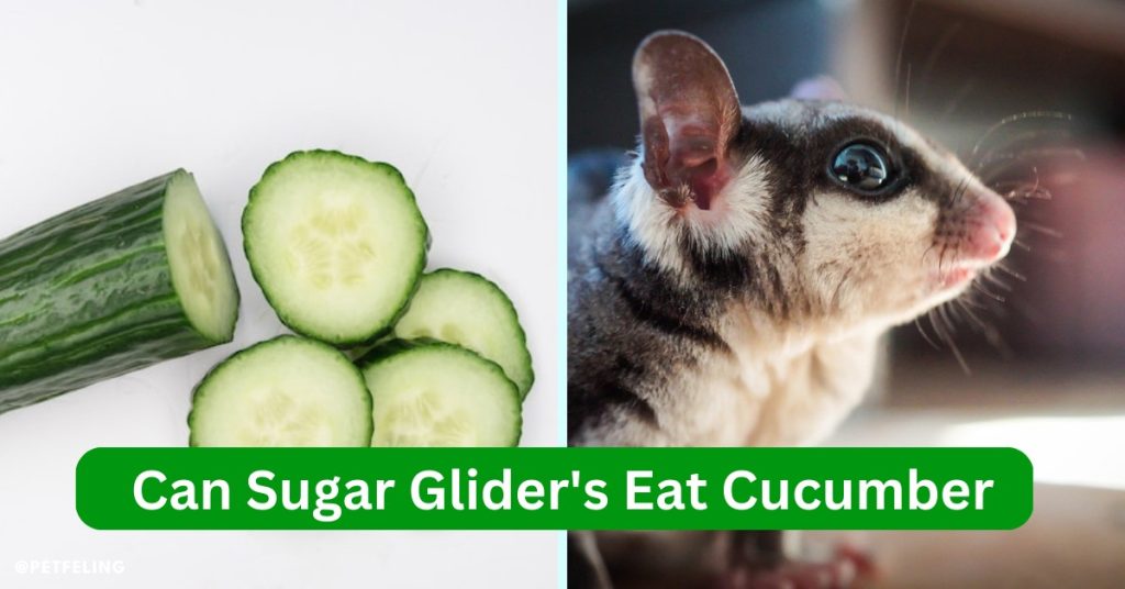 Can Sugar Glider's Eat Cucumber