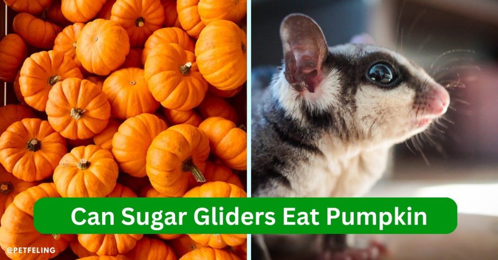 Can Sugar Gliders Eat Pumpkin