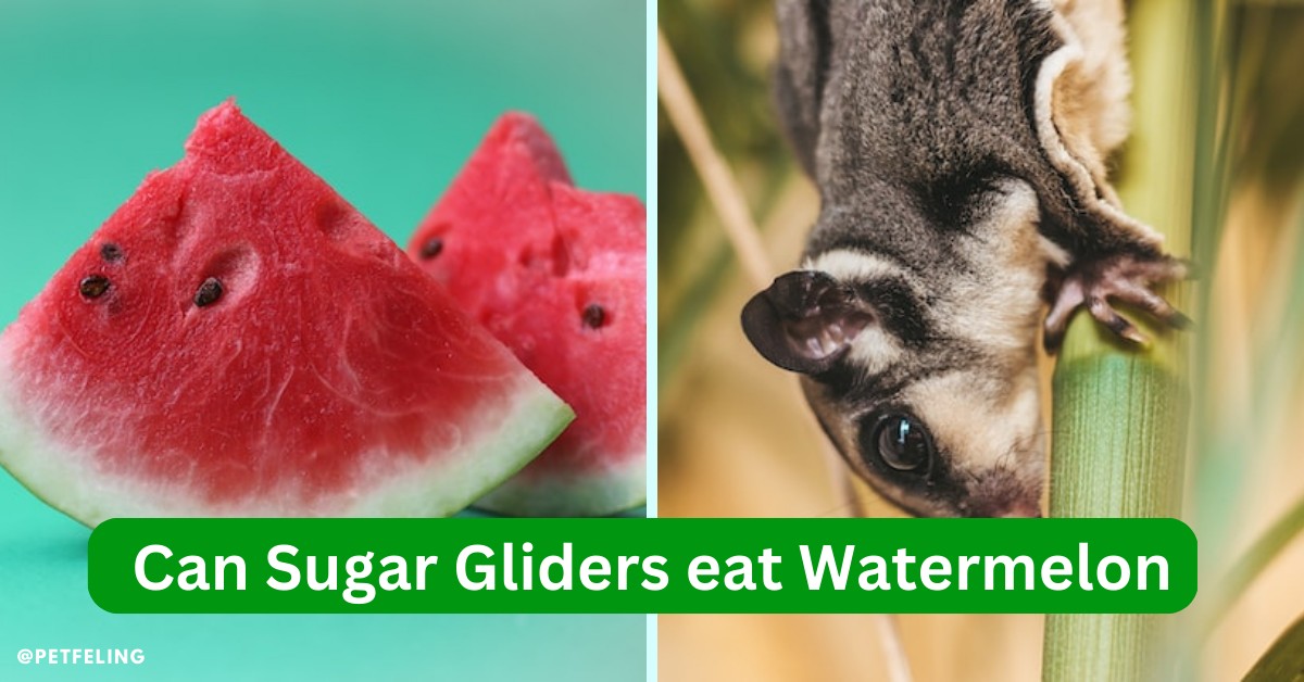 Can Sugar Gliders eat Watermelon