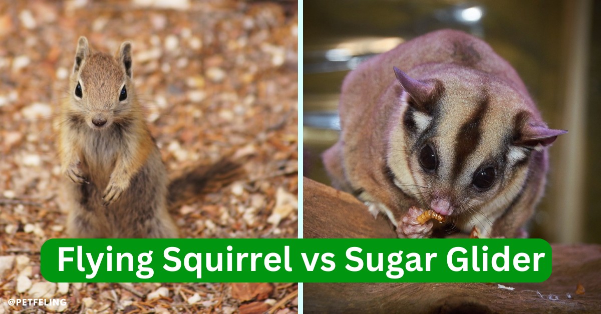 Flying Squirrel vs Sugar Glider