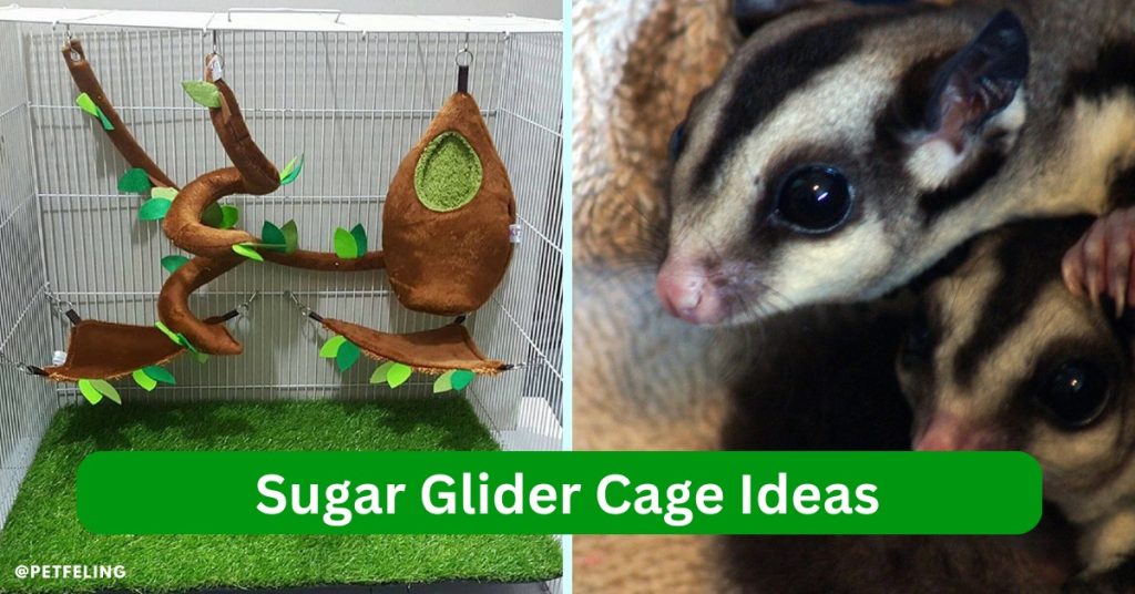 Sugar Glider Cage Ideas