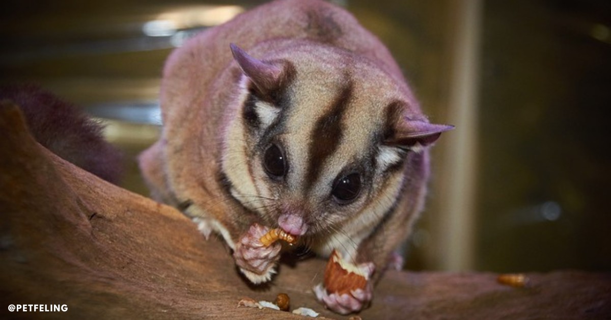 Sugar Glider Diet Recipe