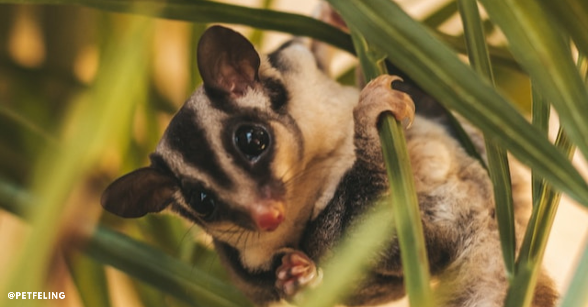 BML Sugar Glider Diet